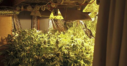 Polizei sucht Schulschwänzer und findet Marihuana-Plantage der Eltern