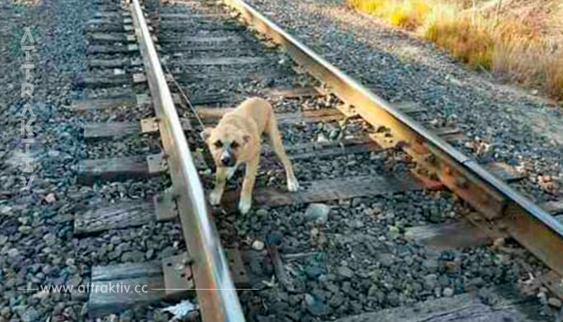 Mann sieht eingeklemmten Hund auf Eisenbahnschiene, bekommt Panik und eilt sofort hin