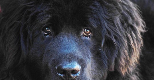 Intelligenz überschätzt: Hunde sind nicht klüger als andere Tiere