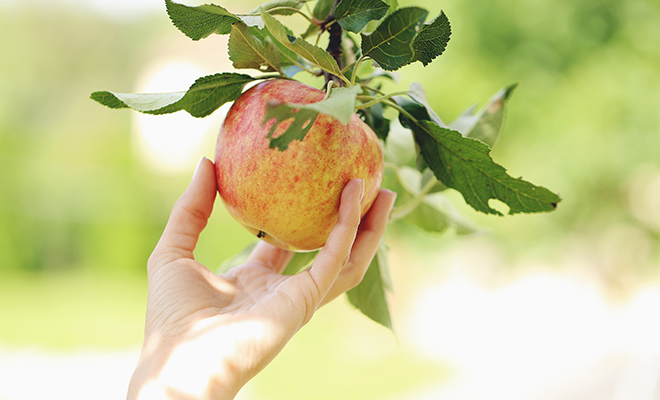 Vitaminbombe zum Anbeißen: Was Äpfel gesund macht