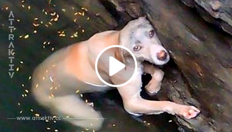 Ein armer Hund war fast beim Ertrinken in einer tiefen Grube und wartete verzweifelt auf seine Retter