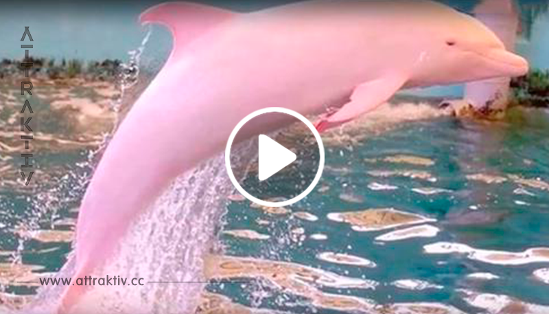 Louisiana Bootsfahrer halten etwas sehr seltenes fest: Ein rosa Delphin schwimmt in einem Fluss von Louisiana