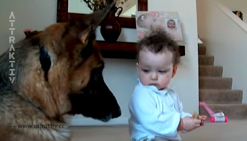 Baby stiehlt Keks vom Hund, die Reaktion des Vierbeiners wurde mehr als 7 Millionen Mal gesehen