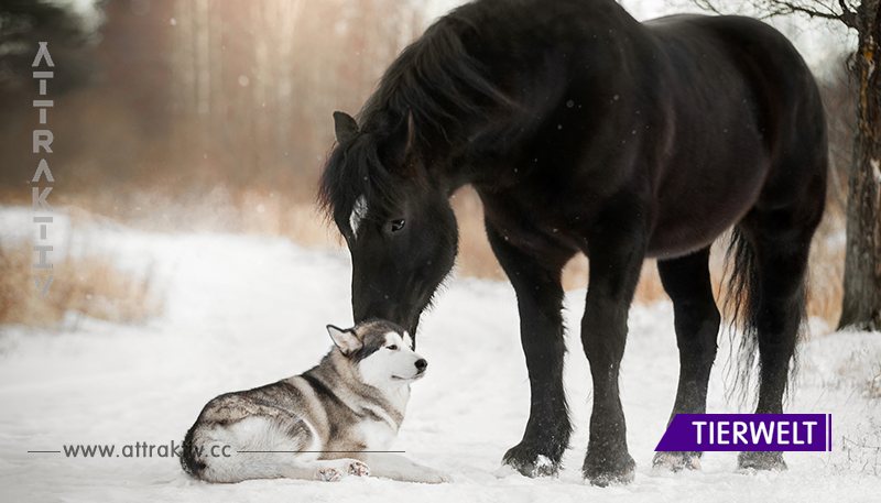 20 Bilder einer engen Freundschaft zwischen Pferd und Hund.