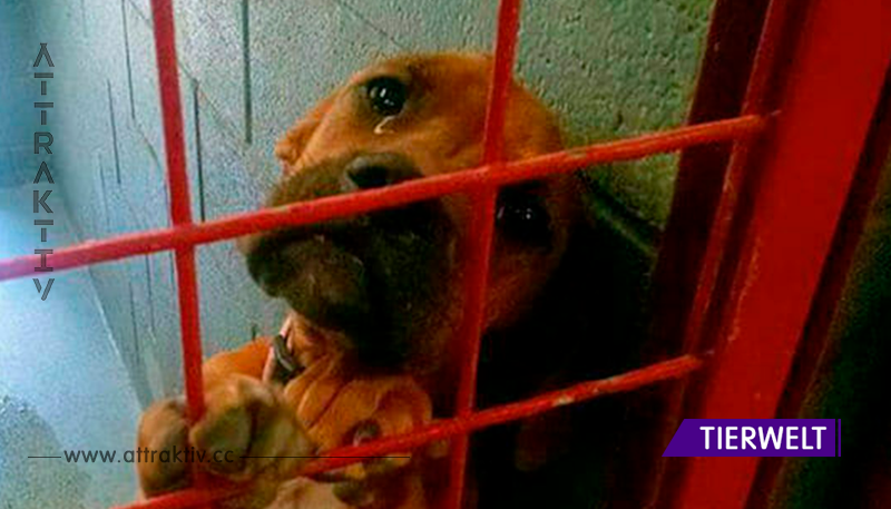 Verzweifelte Hündin vergießt Trauertränen im Tierheim – da schießen die Mitarbeiter ein Foto, das ihr Leben verändert