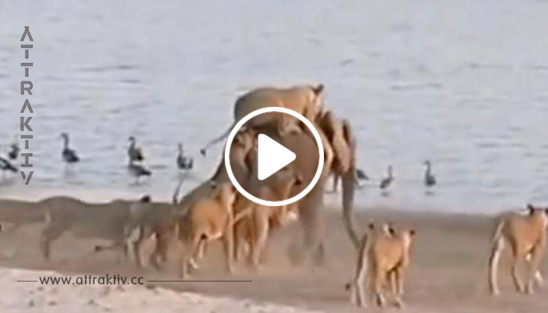 Video: Elefant kämpft gegen 14 Löwen.