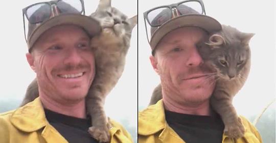 Feuerwehrmann rettet Katze vor Waldbrand – und sie weicht ihm nicht mehr von der Seite
