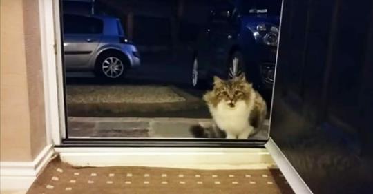 Heimatlose Katze bettelt, ins Haus kommen zu dürfen, dann bemerkt der Besitzer, dass sie nicht alleine ist