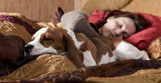 Auf diese 8 Weisen reagiert dein Körper, wenn du deinen Hund im Bett schlafen lässt