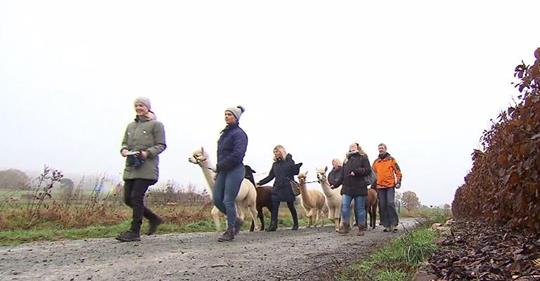 DER neueste Trend im Winter: Glühwein-Wanderung mit Alpakas!