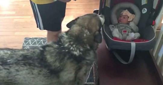 Riesenhund lernt seine neue Schwester kennen: Seht seine Reaktion, als sie einander entdecken