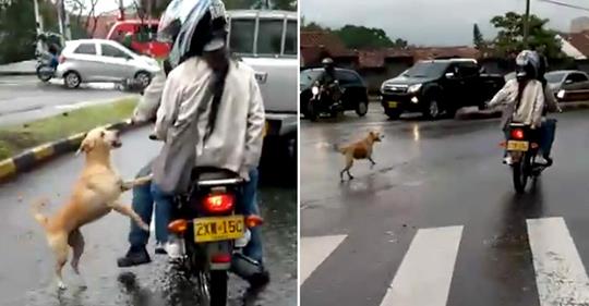 Hund rennt verzweifelt Herrchen hinterher, nachdem er ihn einfach ausgesetzt hat – jetzt geht das herzzerreißende Video viral