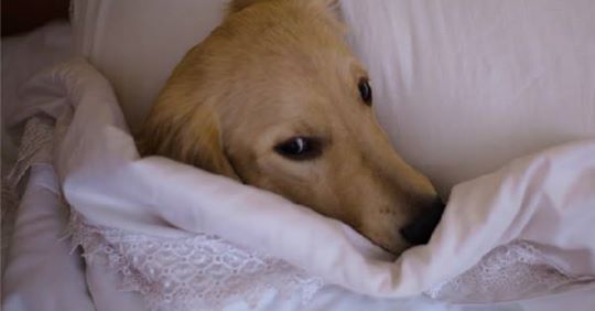 5 Gründe, warum dein Hund in deinem Bett schlafen sollte