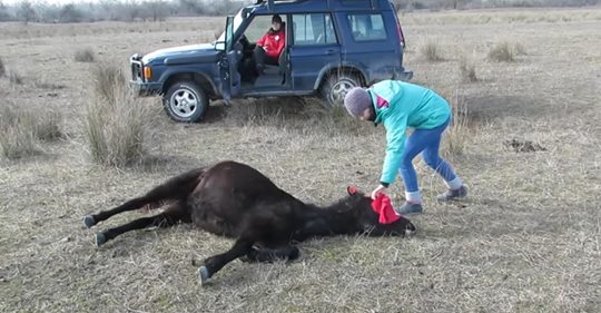 Gefesseltes Pferd drückt seine Dankbarkeit für den Tierarzt, der es befreite, auf die schönste Weise aus