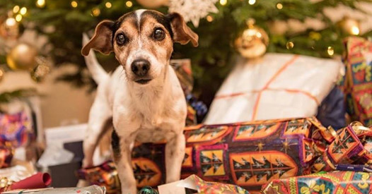 Hund, Katze und Co. als Weihnachtsgeschenke - so reagieren jetzt die Tierheime