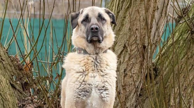 Keiner will Hund Toni – Tierschutzverein sucht neuen Besitzer