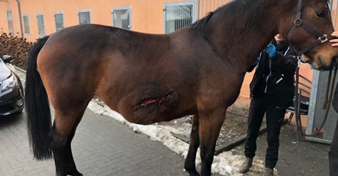 Wieder Pferd aufgeschlitzt – Stute schwer verletzt!