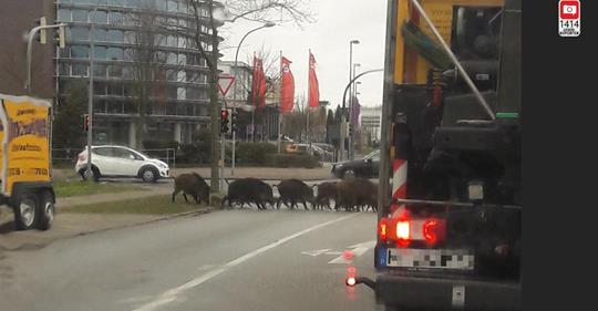 SAUCOOLER AUFTRITT! Wildschweine gehen bei Grün über die Straße