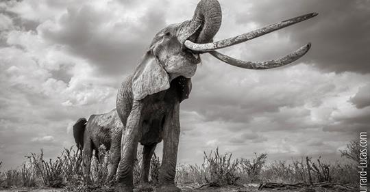 KURZ ZUVOR ENTSTANDEN DIESE TOLLEN FOTOS Seltener Elefant mit riesigen Stoßzähnen gestorben