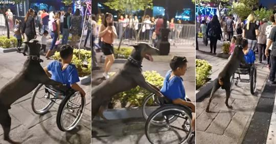 Hund schiebt Kind im Rollstuhl: Ein Video erobert die Herzen in aller Welt!