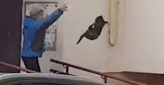 Tierfreunde toben: Russe schleudert Katze auf ungewöhnlichen Angreifer