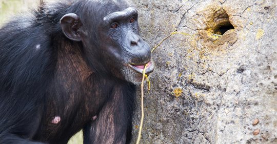 Schimpansen verlieren ihre kulturelle Vielfalt