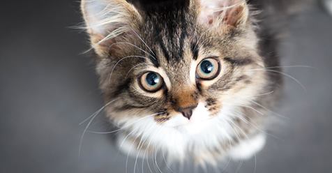 13 Dinge, die wir von Katzen lernen können