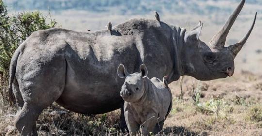 Wilderer in Kenia bekommen jetzt die Todesstrafe