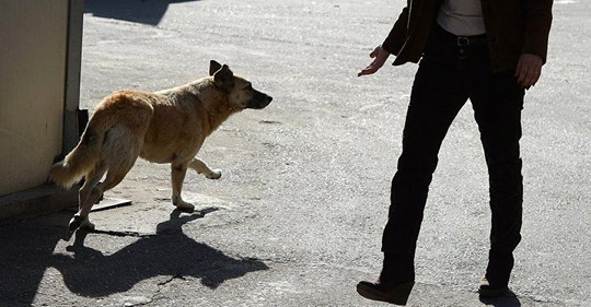 Illegaler Handel, Krankheiten: Das Problem mit Straßenhunden aus Osteuropa