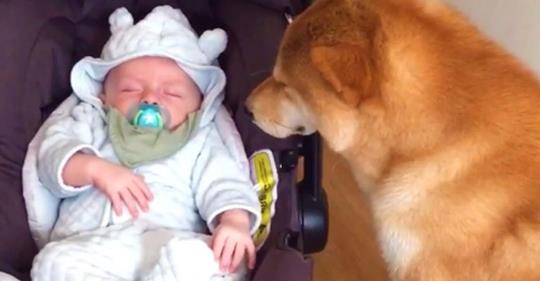 Mutter bringt Neugeborenes nach Hause und die Reaktion des Hundes wird zum Internethit