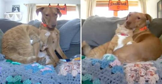 Kamera nimmt den Moment auf, in dem eine Katze einen verängstigten, geretteten Hund beruhigt, während Mama weg ist