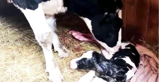 Schwangere Kuh entkommt dem Lastwagen auf dem Weg zum Schlachthaus, bringt ihr Kalb zur Welt und wird Mutter