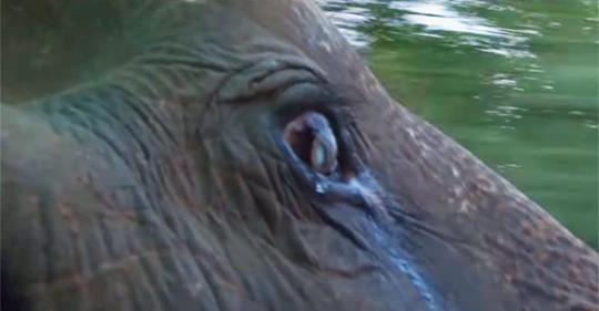 Eine taubblinde Elefantendame weint vor Freude, als sie nach 73 Jahren Gefangenschaft befreit wird!
