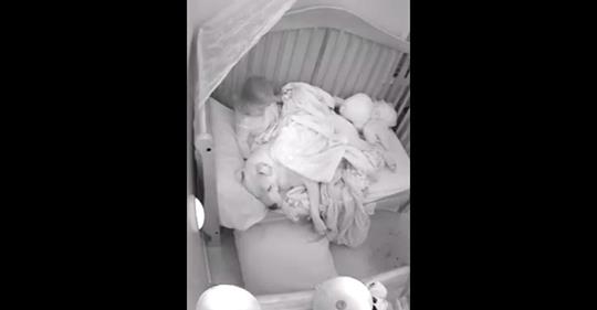 Vater lässt 45 kg schwere Pitbull in der Krippe seiner kleinen Tochter schlafen und macht durch das Video Schlagzeilen