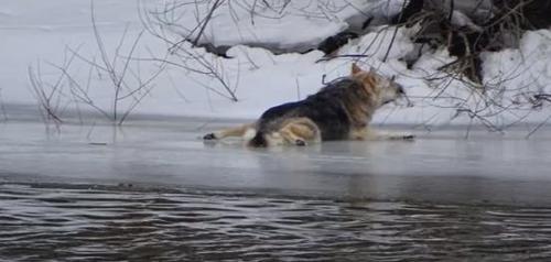Einsatzkräfte retten einen ängstlichen Hund, der auf dünnem Eis gefangen ist