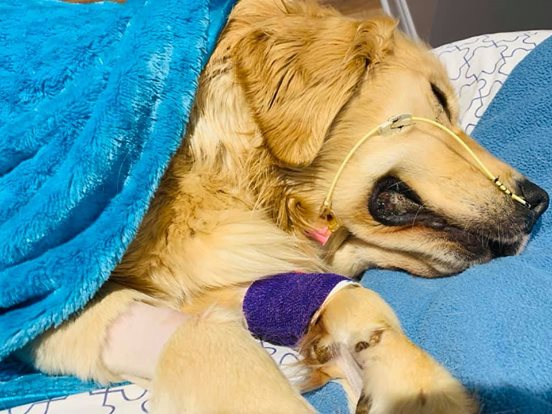 Hundebesitzerin teilt schockierende Warnung über Spielzeuge mit Seil, nachdem ihr Golden Retriever verstorben ist