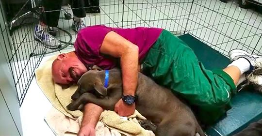 Die Humane Society ist auf der Suche nach Freiwilligen, um mit Hunden aus dem Tierheim zu kuscheln
