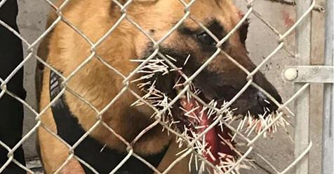 200 Stacheln im Maul: Polizeihund kämpft mit Stachelschwein