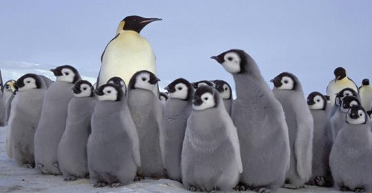 Zweitgrößte Kaiserpinguin-Kolonie ist durch Eisschmelze fast komplett verschwunden