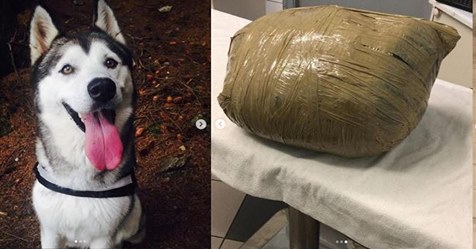 Frau vertraut Tierpflegern Husky an - beim Abholen überreichen die ihr zugeklebten Sack