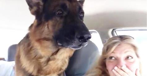 VIDEO: Der Moment, in dem dieser deutsche Schäferhund herausfindet, dass es zum Tierarzt geht, ging viral