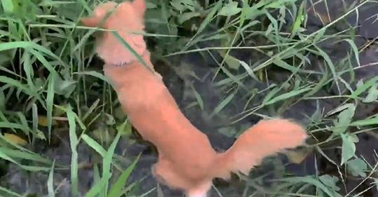 Hund führt sein Herrchen zu einem Korb mit ausgesetzten Welpen in einem Feld, nachdem er ihr Winseln gehört hat