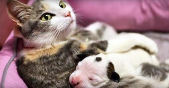 Mütterliche Katze hilft, neugeborenen Pitbull Welpen zu retten