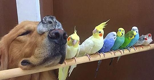 Zwei Golden Retriever, ein Hamster und 8 Vögel bilden die seltsamsten besten Freunde aller Zeiten