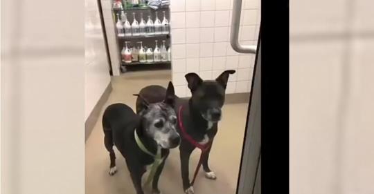 Petco Mitarbeiter hören Geräusche auf der Toilette, entdecken 2 ältere Hunde, die verlassen und eingesperrt wurden