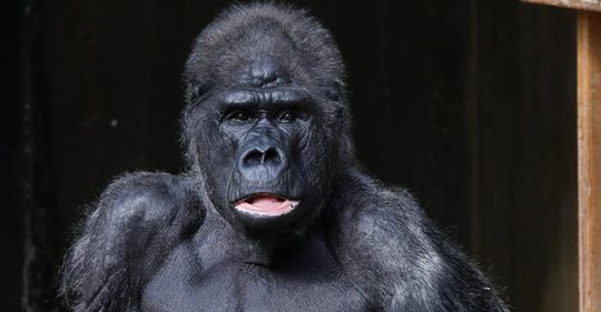 MASSA LEBT SEIT 1975 IM KREFELDER ZOO Ältester Gorilla feiert seinen 48. Geburtstag!