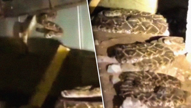 Familie entdeckt 45  Klapperschlangen unterm Haus