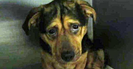 Ein Paar ignoriert die Warnungen aus dem Tierheim, und fährt sechs Stunden, um einen traurigen Hund zu adoptieren