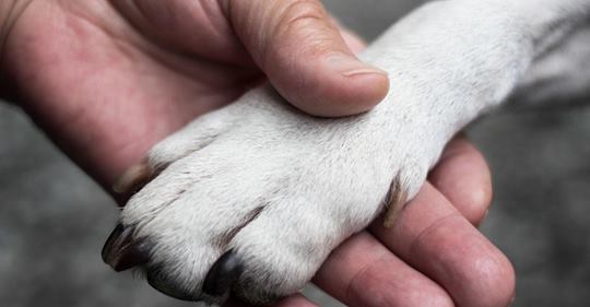 Ein Tierarzt mit gebrochenem Herzen enthüllt, dass Haustiere  verängstigt  sind und sich im Moment des Sterbens nach ihren Besitzern umsehen