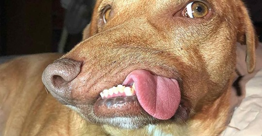 Behinderter Hund hat endlich die Liebe seines Lebens gefunden!